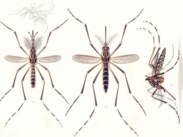 Biodegradável e eficiente: conheça o mais simples repelente do mundo