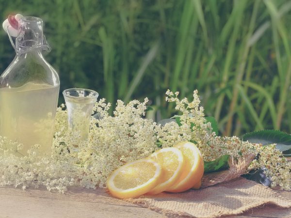 Aprenda a fazer espumante de flores de sabugueiro