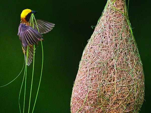 O incrível mundo da engenhosidade animal