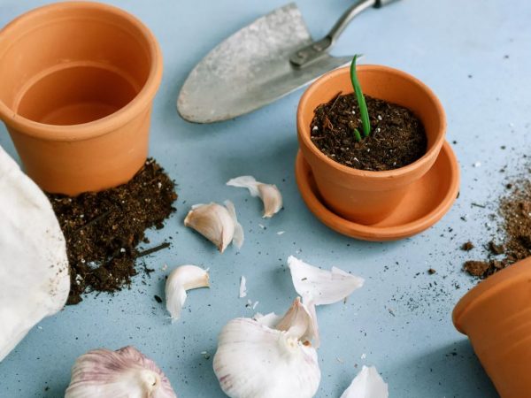 Aprenda a plantar alho dentro de casa