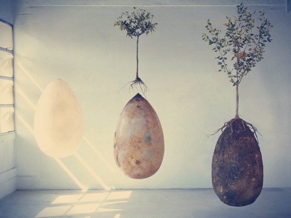 Um projeto inusitado pode converter pessoas em árvores