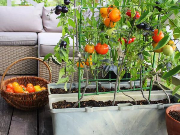 Dicas para fazer uma horta na varanda