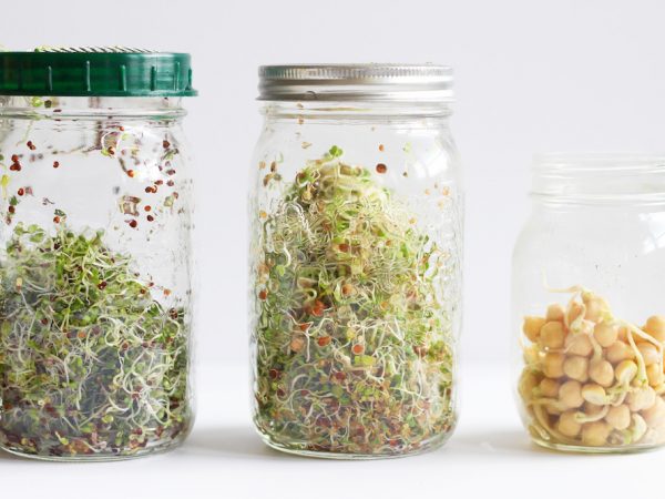 Aprenda como produzir Grãos Germinados e Brotos