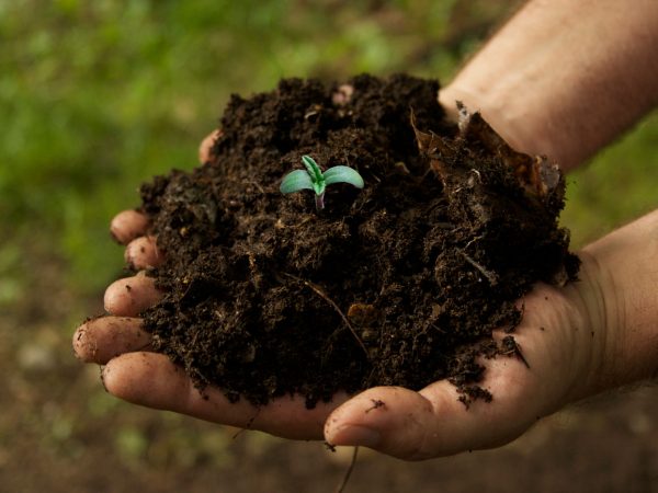 Educação para a sustentabilidade: uma experiência  permacultural em São Paulo
