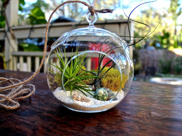 Terrário: aprenda a montar um mini ecossistema em sua casa