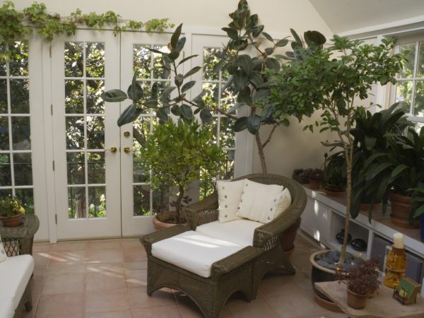 Dicas para cuidar do seu jardim no inverno