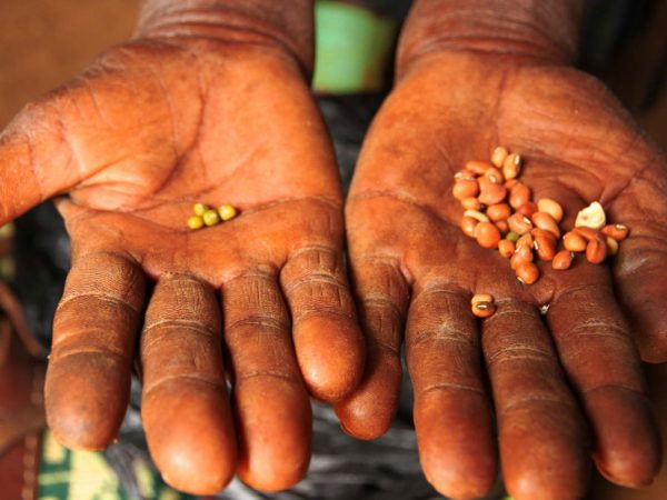 Sementes da liberdade: filme