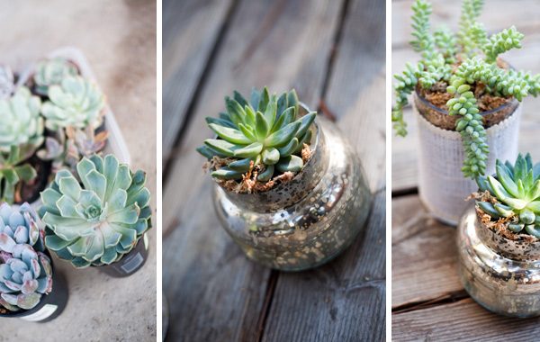 Suculentas, as plantas ideais para quem tem pouco tempo