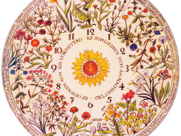 Plante um relógio que mostra o horário a partir das flores