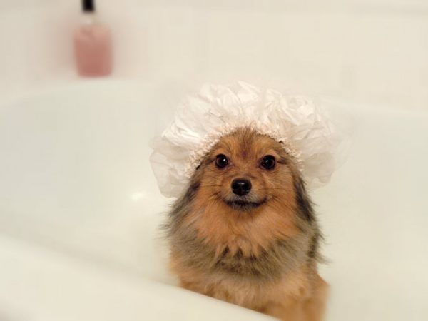 Eliminando pulgas e carrapatos de maneira natural e ecológica