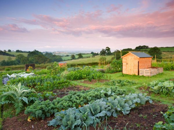 Plantando pelas fases da lua (Guia Prático)