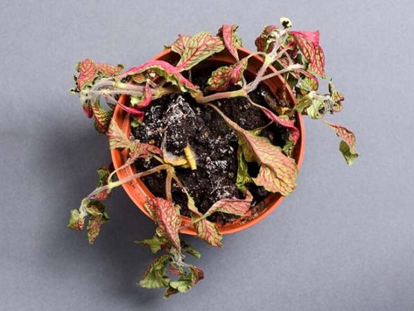 Como recuperar uma planta desidratada