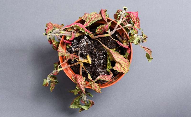 recuperar planta desidratada