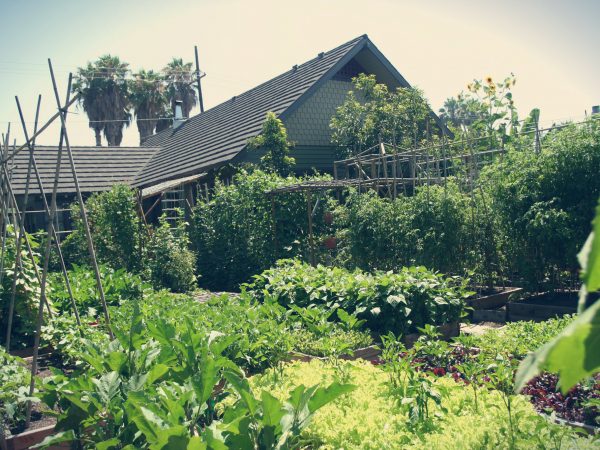 A horta urbana mais produtiva do mundo
