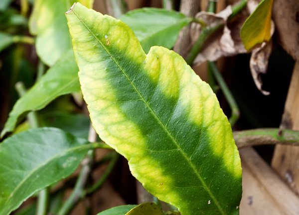 Reconheça sintomas de carência nutricional em plantas