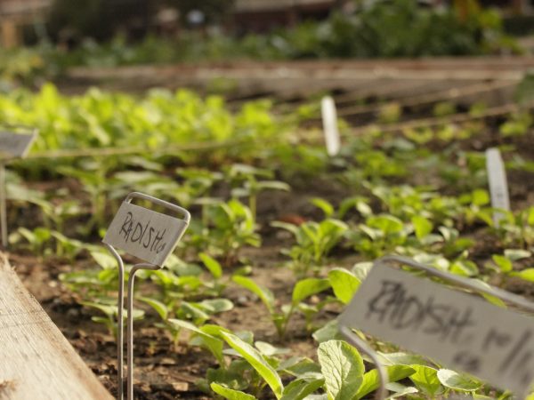Mapa das hortas urbanas de São Paulo