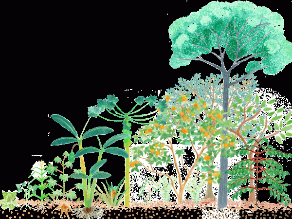 Conheça a agricultura que planta florestas (documentário)