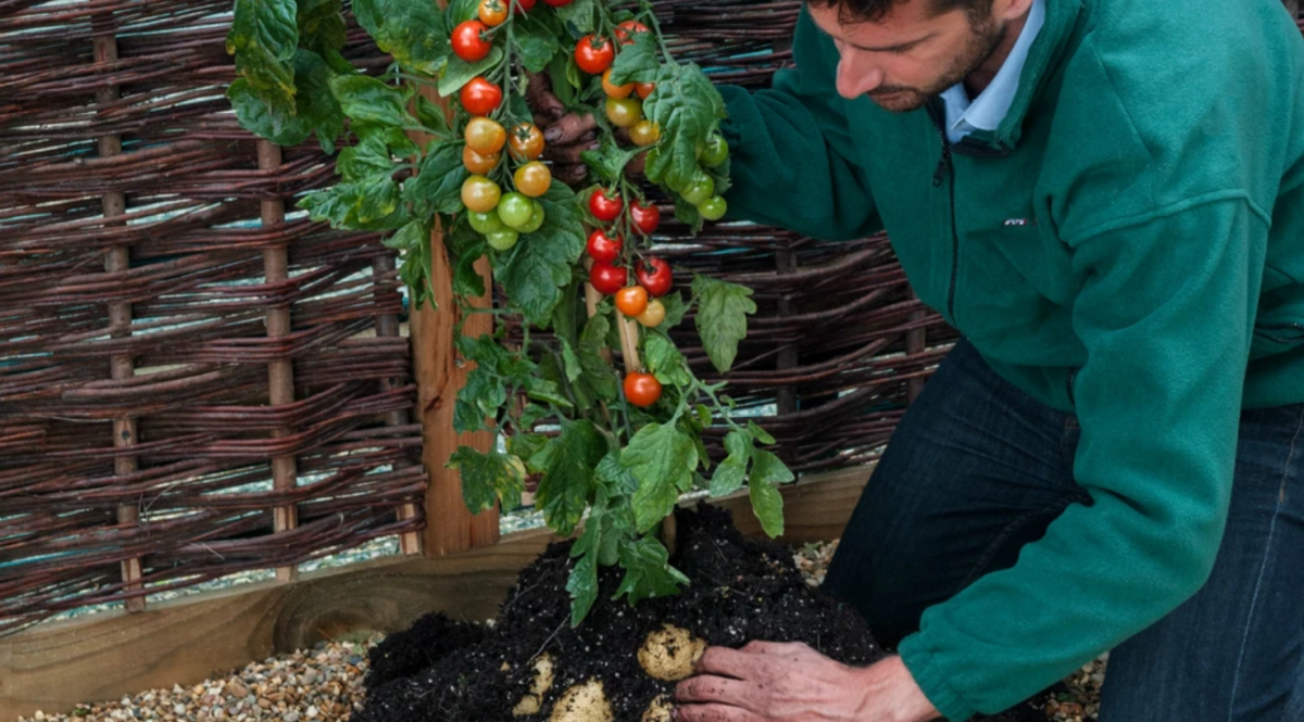Como cultivar tomate e batata em um só lugar