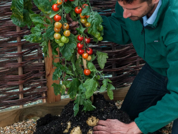 Como cultivar tomates e batatas em uma só planta