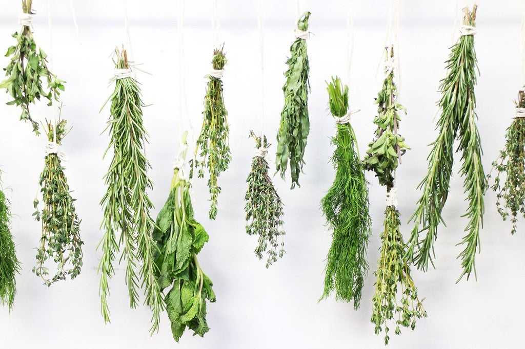 Ervas medicinais: colheita e secagem