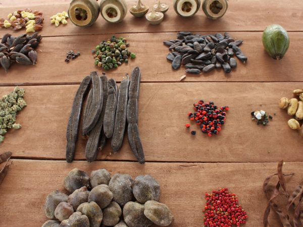 Guia de germinação de sementes florestais nativas