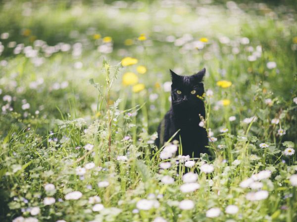 O renascer trazido pela primavera