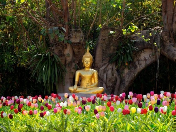 Primavera humana: meditação para o florescimento das relações