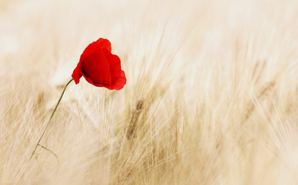 1-red-poppy-in-field