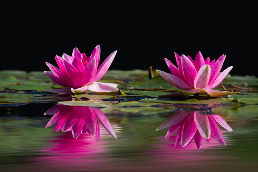 1-water-lilies-on-pond