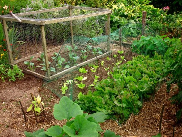 O Manifesto da Primavera ou Vamos Fazer uma Horta?