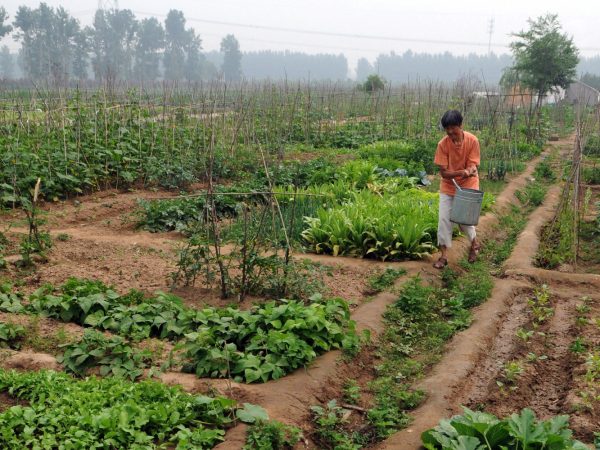 Quando plantar segundo a agricultura natural de Fukuoka + documentário