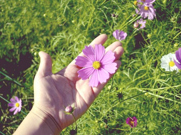 5 dicas para enriquecer seu conhecimento sobre as plantas