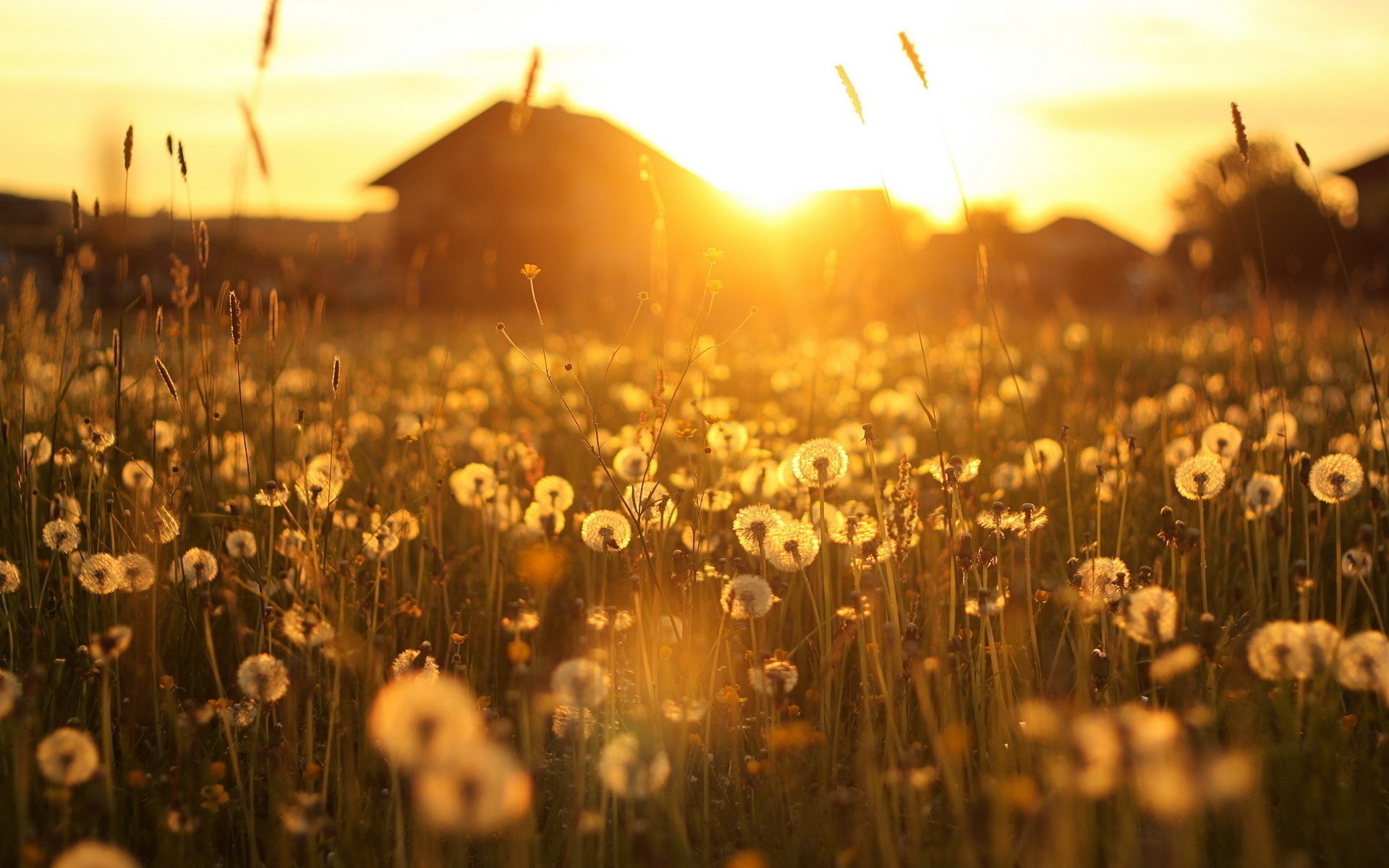 landscape-dandelions-yellow-flowers-house-field-sunset-1920x1200