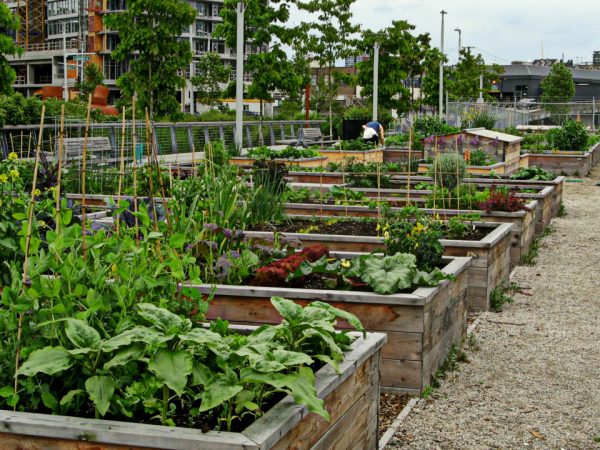 Hortas urbanas e a ressignificação da cidade