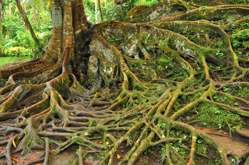 11509927-forest-tree-with-roots-stock-photo