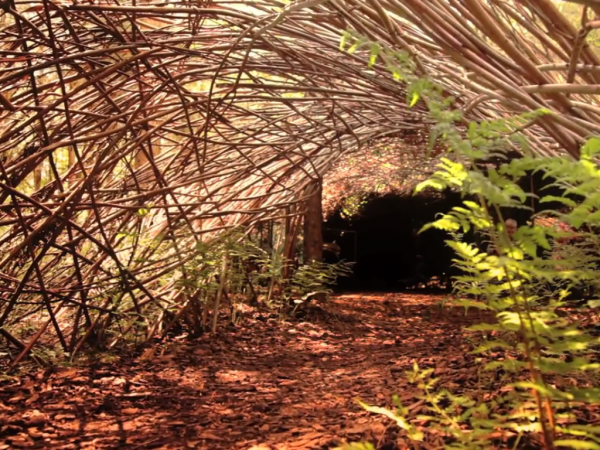 Projeto Willowman – arte viva e sustentável