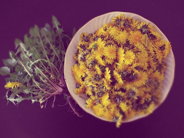 O incrível superalimento encontrado em seu jardim: dente-de-leão