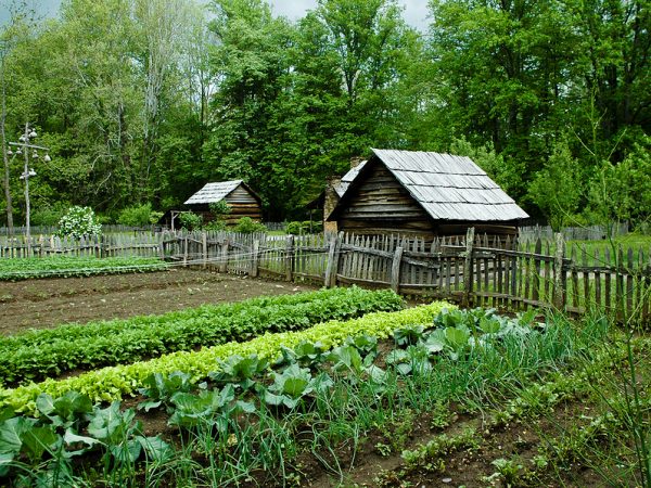 4 maneiras de manter sua horta livre da Monsanto