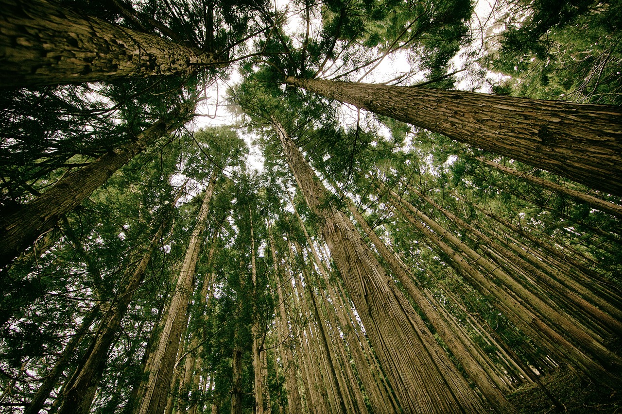 A Vida Secreta Das Rvores Jardim Do Mundo