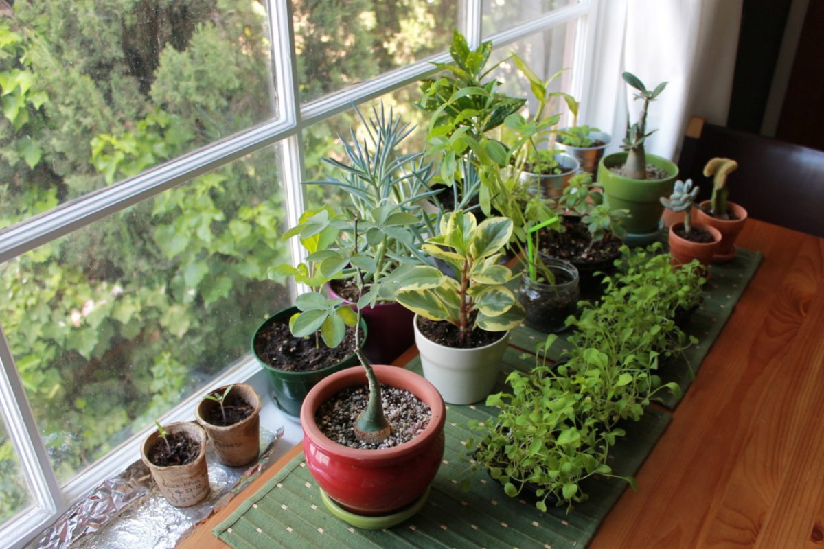 Quando o jardim invade o quarto – plantas para a hora do sono