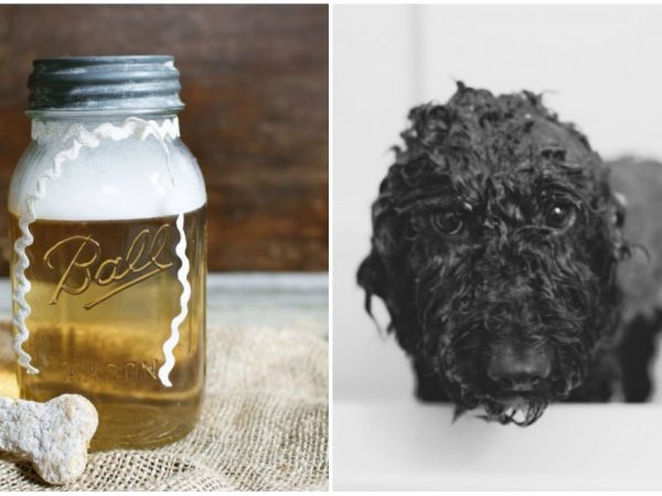 Faça Você Mesmo: Xampu Caseiro Para Cães