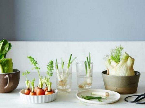 Aprenda a como replantar os restos de sua cozinha