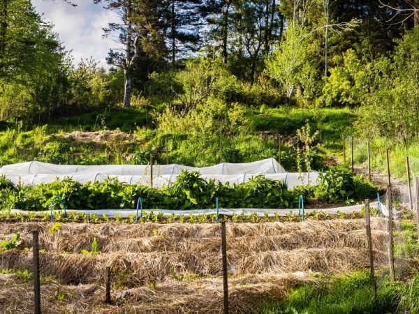 Conheça Mais Sobre a Agricultura Sinérgica