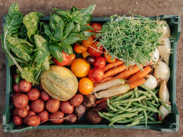 7 Lições que aprendi produzindo hortaliças orgânicas