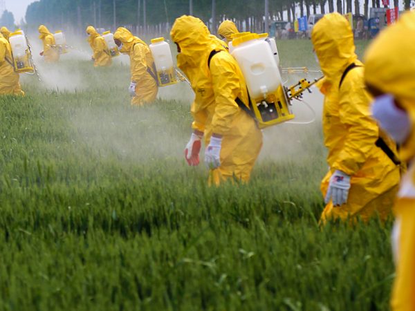 Experiências mostram impacto de agrotóxicos no organismo