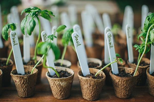 Estudos comprovam que as plantas reagem a sua energia!