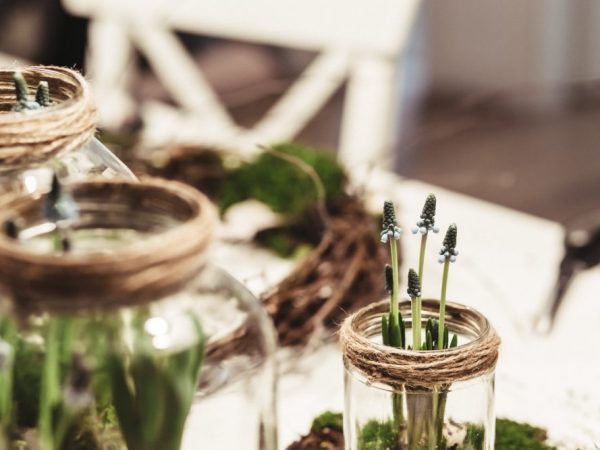 14 Plantas Que Podem Ser Cultivadas na Água