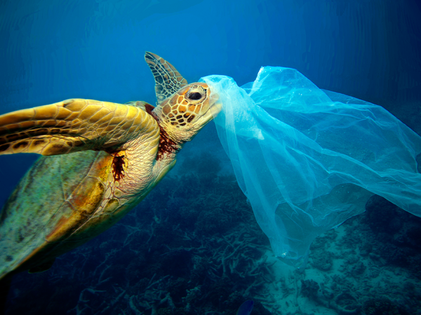 Campanha Mares Limpos da ONU Meio Ambiente visa combater a poluição por plástico nos oceanos