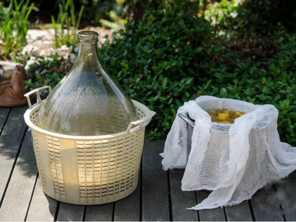 Aprenda como fazer Vinho de Dente-de-Leão