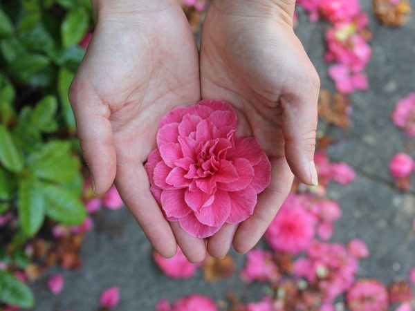 Acupuntura com as mãos: aprenda e faça você mesmo